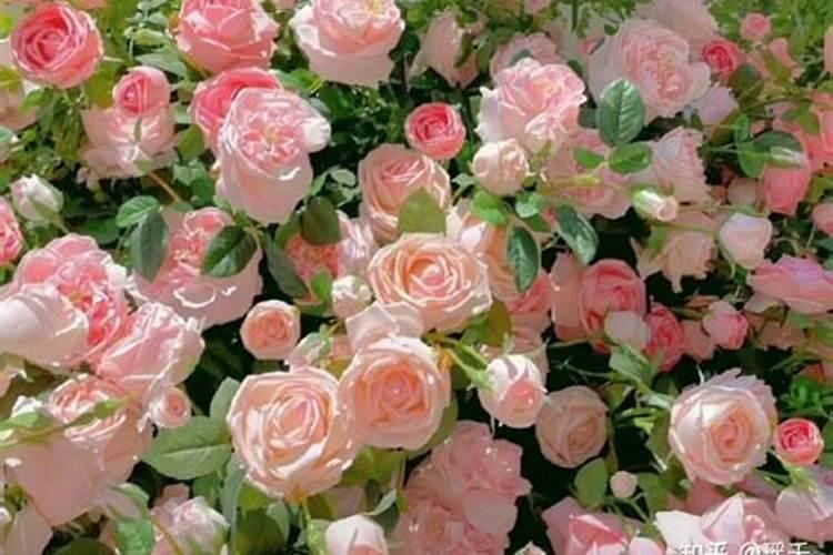 纸箱子能在阳台种花和种菜吗