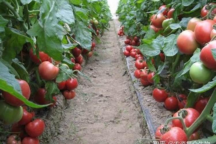 越冬大棚番茄栽培底肥用啥肥比较好？