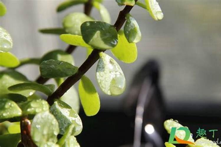 金枝玉叶多肉怎么养殖方法