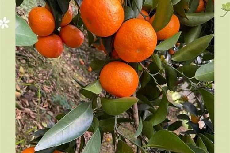 肥料股票龙头有哪些？