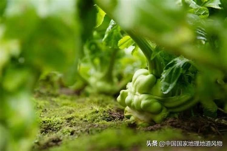 怎样根据茎瘤芥菜(榨菜)需肥特点进行施肥？