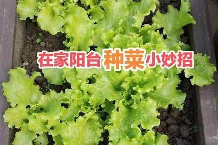种菜怎么施肥 追加一些肥料