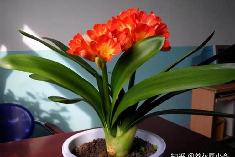 君子兰能施复合肥吗,如果不能那应该施什么肥？