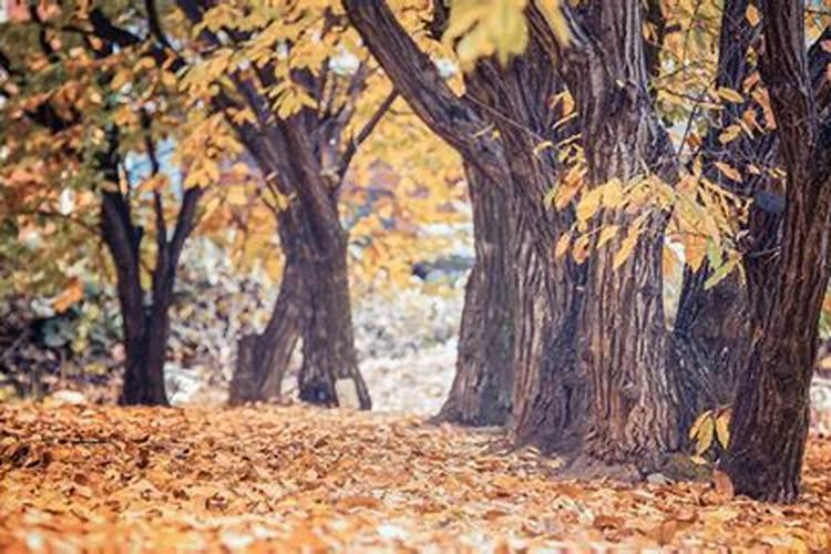 板栗树叶能做花肥吗 板栗树叶能不能做花肥