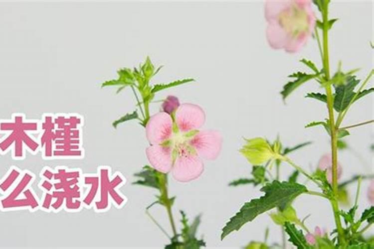 小木槿如何度夏