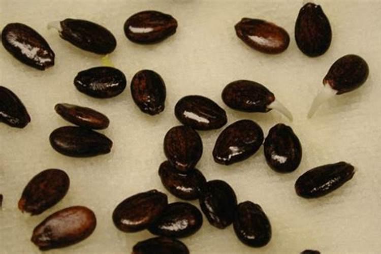 种植花生磷肥的正确方法