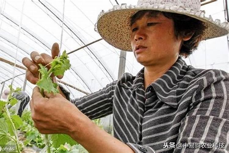 哈密瓜上网纹后的施肥管理及病虫害防治？