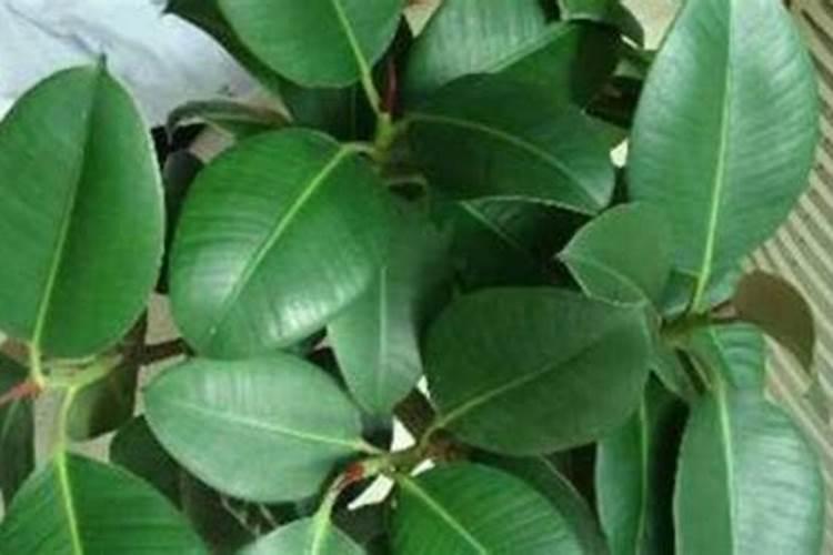 硅肥的原料和工艺分哪些,有哪位专家知道,求告知