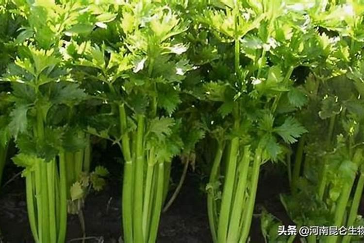 种芹菜用什么肥料