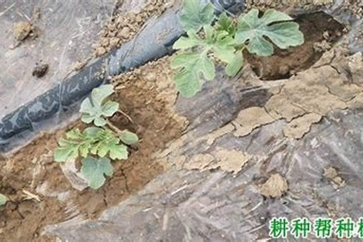 硫酸镁氯化钾矿泉水真的无害吗？