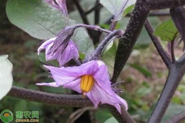 茄子开花期能追肥吗