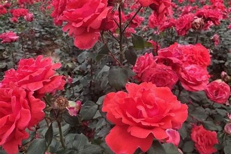 垂丝茉莉可以室内养吗