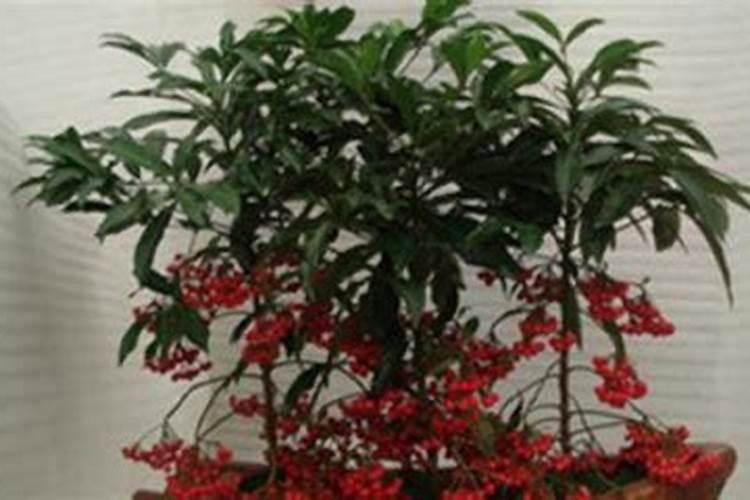 富贵子的养护方法