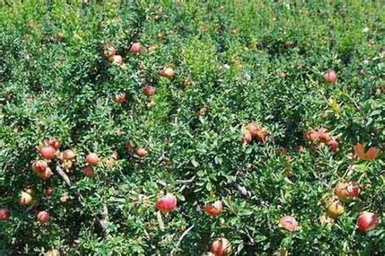 使用西洋诺威施碱性碱性中微量元素肥,可以解决作物缺素症吗？