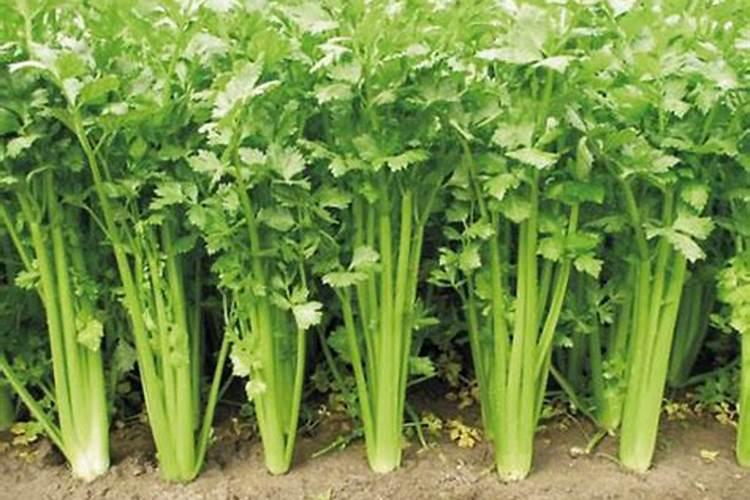 芹菜浇什么肥料好