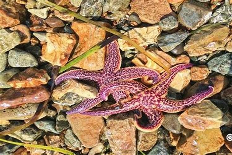 青菜施肥用复合还是尿素