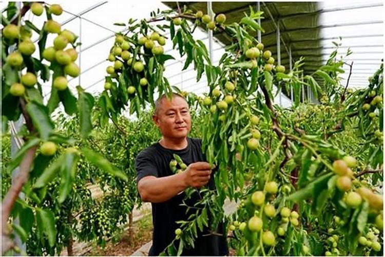 冬枣叶面肥有哪些