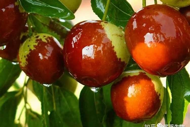 喷施稀土微肥和钾能使冬枣提前上市吗