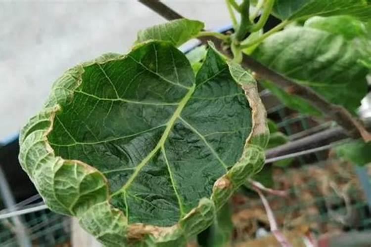 种植猕猴桃缺氮的危害症状!猕猴桃缺氧的防治措施!