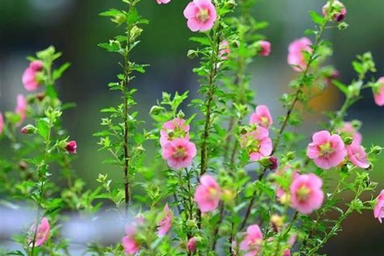 芸苔素能解肥害