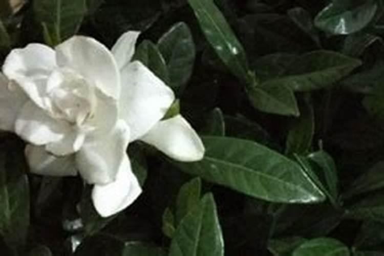 栀子花多久施肥一次 栀子花多久施肥一次介绍