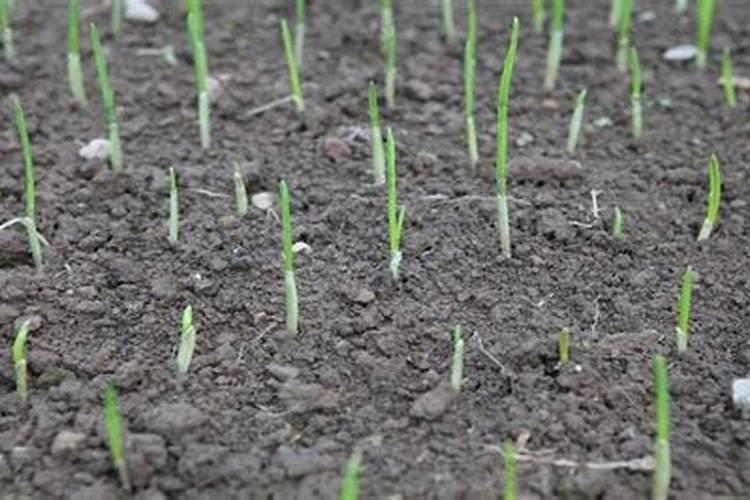 佛山怡翠晋盛怡龙湾在什么位置？