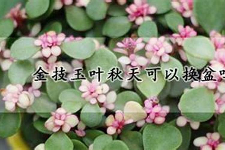 芦柑的营养价值有哪些