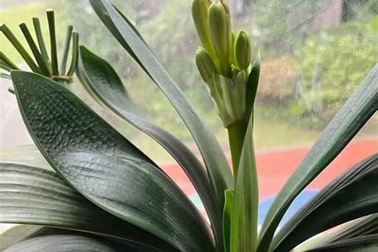 菠萝皮做花肥的方法