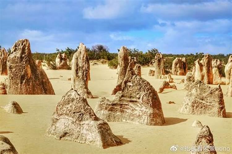 袋鼠花的花语是什么