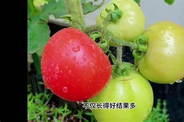 马铃薯如何施用钾肥？施用钾肥都有哪些好处呢？