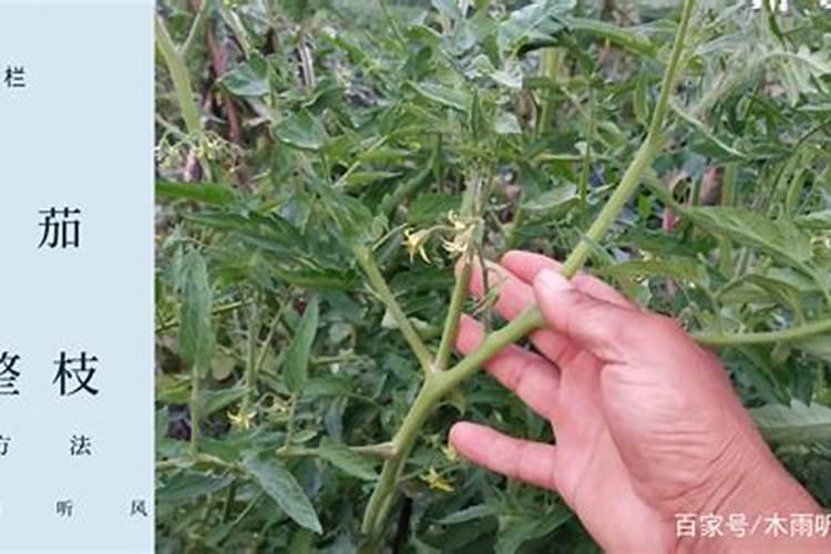 番茄巧用整枝,高产不用愁!