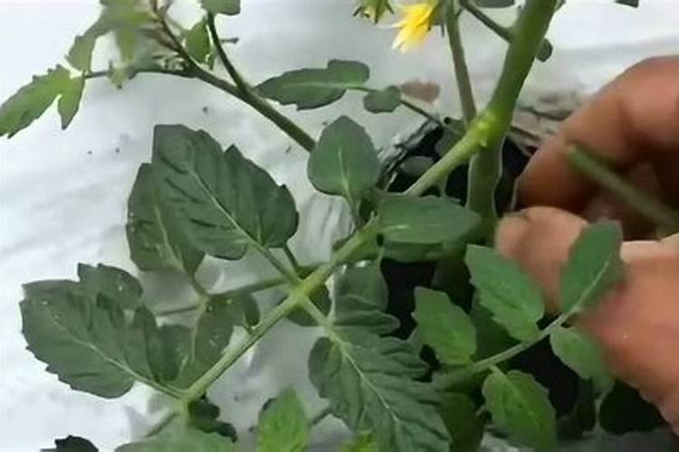 不想让番茄长势差结果少学会控旺很关键,具体该如何做？？