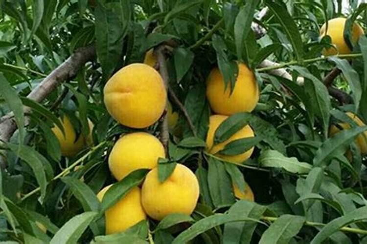 桃树叶面肥如何用磷酸二氢钾