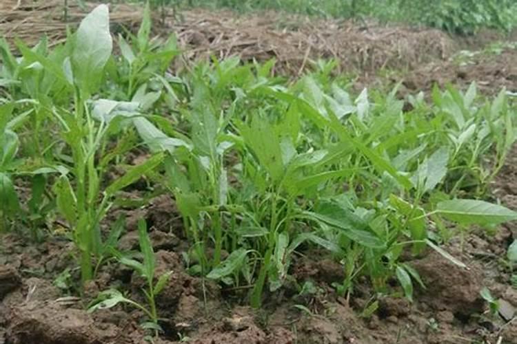 黄豆收割后能不能种植草莓吗？