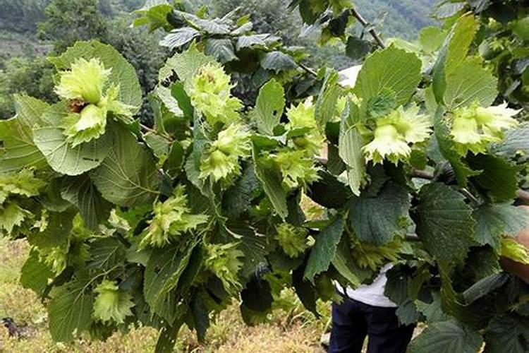 名贵坚果榛子如何人工种植？掌握生长发育规律,助力农户脱贫致富百度...