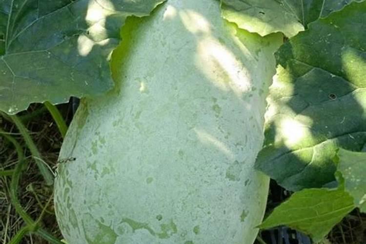 冬瓜忌什么肥料