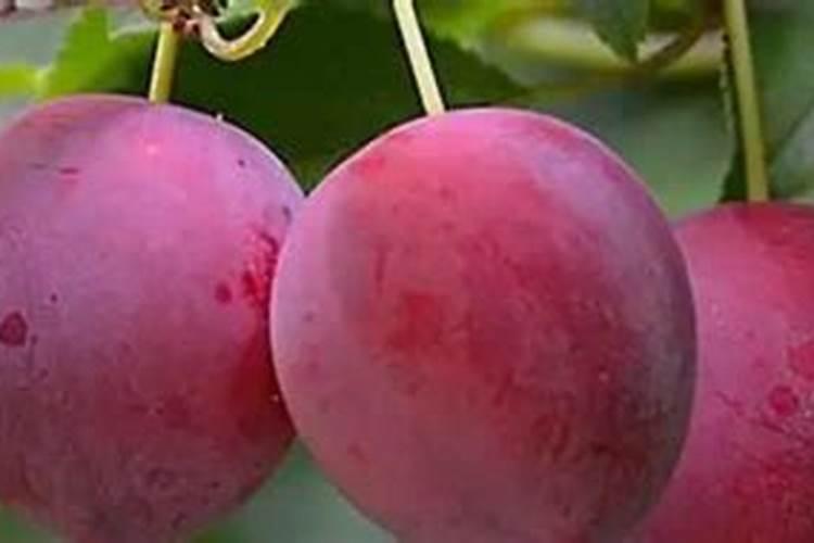 俄罗斯是全球第几大氮肥出口国