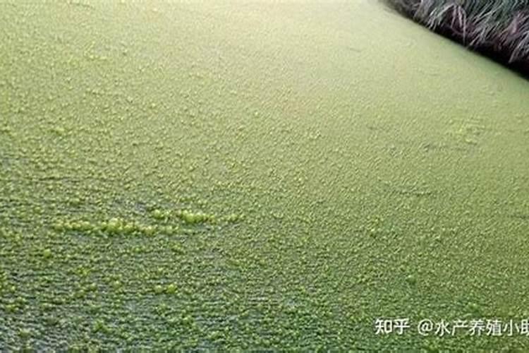 水产养殖淡水水体藻类,小白入行必看