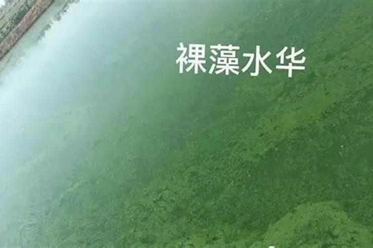 池塘养鱼水质调控,哪种EM菌效果最好？