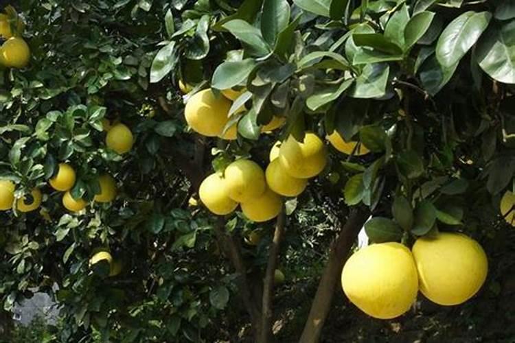 果树用硫酸钾与氯化钾哪个好