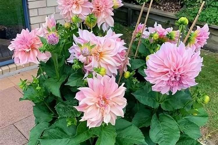 大丽花花期施什么肥料最好