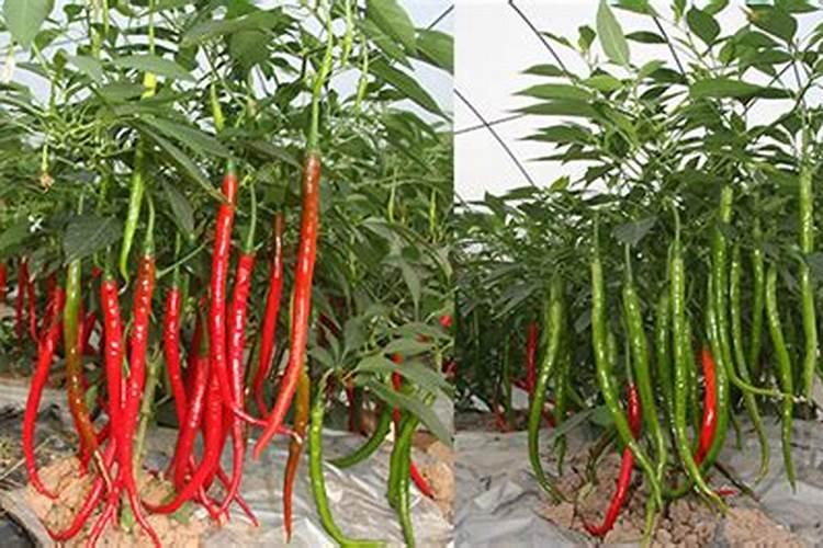 你好我想问如何给辣椒补钙