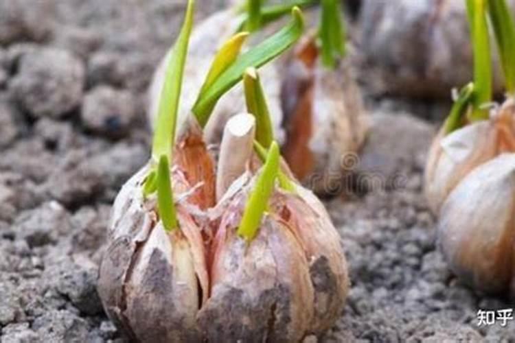 磷肥钾肥氮肥对植物有什么作用