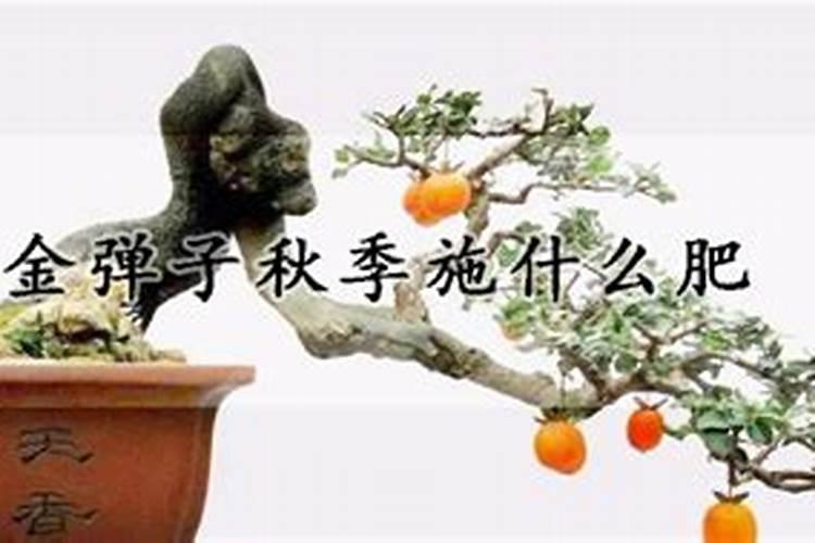 如何才能把玉树养成老桩盆景