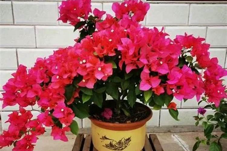 西葫芦怎么带花