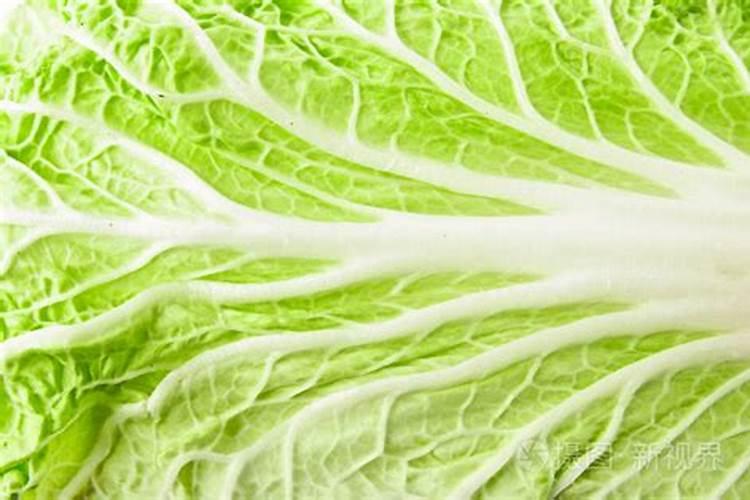 如何进行大白菜的叶面施肥？