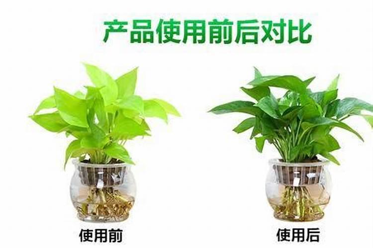 花多多1号适合什么植物