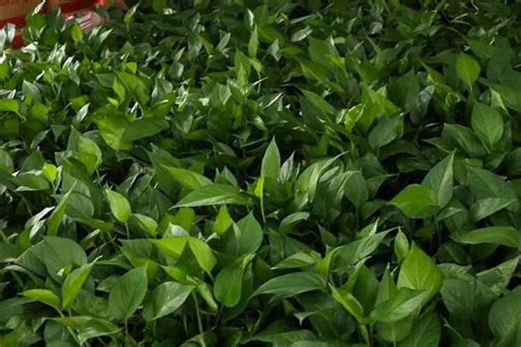 奥绿肥A2可以用于什么花卉(奥绿a2缓释肥适合什么花)