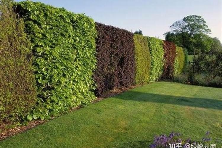 发财树,栀子花,茶花,绿落适合用什么肥料