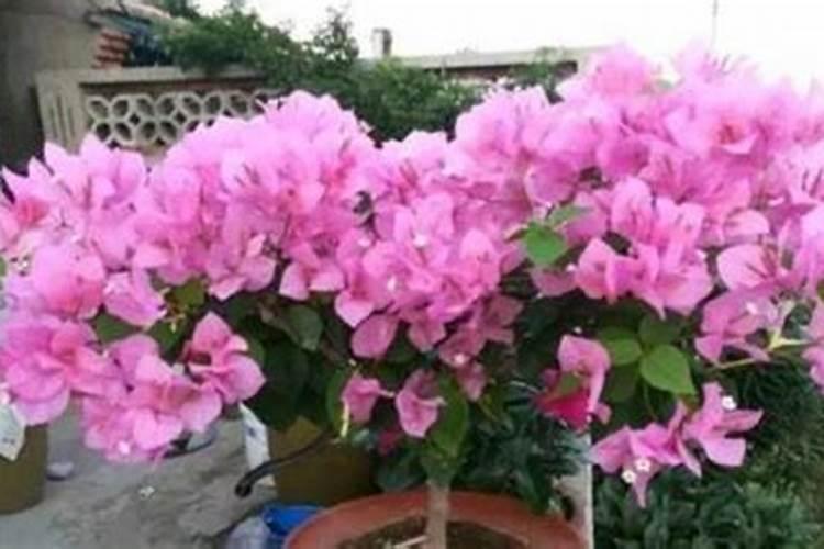 三角梅用什么肥料催花